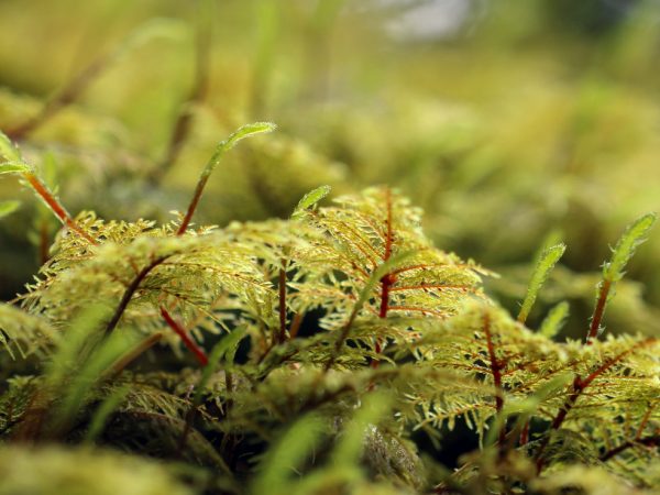 Moss identification – Bryomonitoring Canada