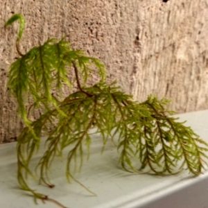 Moss identification – Bryomonitoring Canada