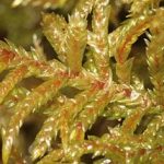 red-stem feather moss