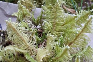 Knight's Plume moss